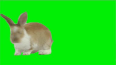Tavşan Yeşil Ekranda Zıplıyor
