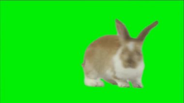 Tavşan Yeşil Ekranda Zıplıyor