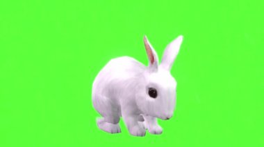 Tavşan Yeşil Ekrana Bakıyor