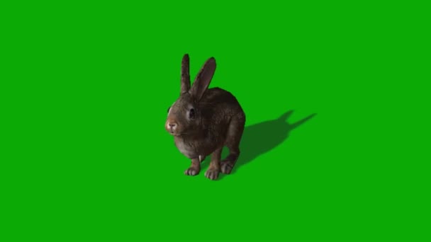 Lapin Sautant Sur Écran Vert — Video