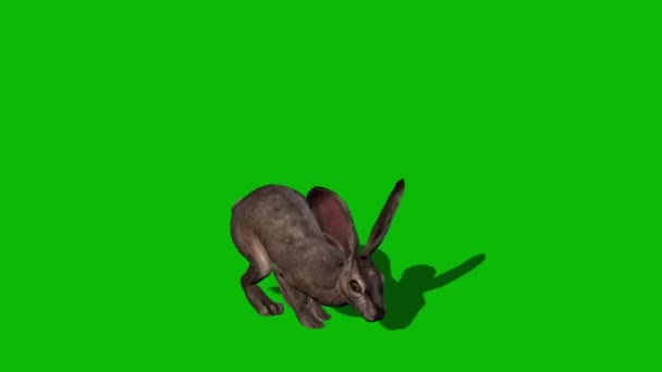 Conejo Saltando Pantalla Verde — Vídeo de stock