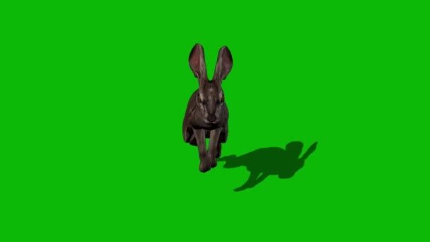 Кролик Джек Зеленом Экране — стоковое видео