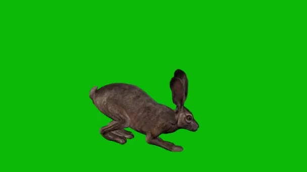 Lapin Sautant Sur Écran Vert — Video