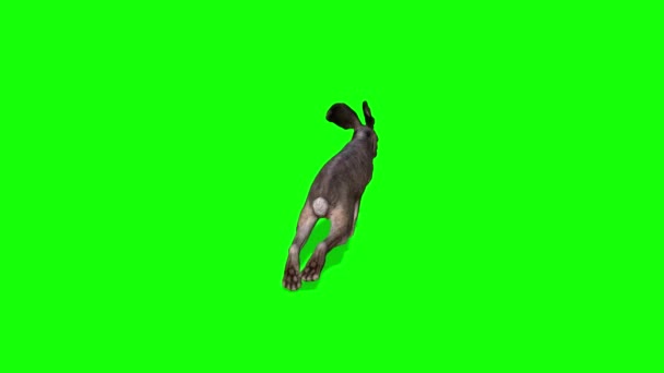 Conejo Saltando Pantalla Verde — Vídeos de Stock