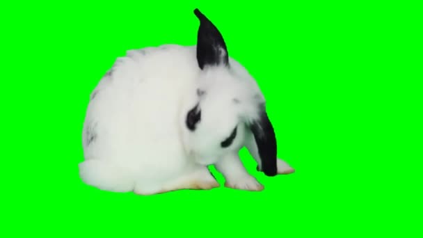 Rabbit Looking Green Screen — Stock Video