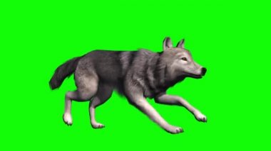 Yeşil Ekranda Çalışan Kurt