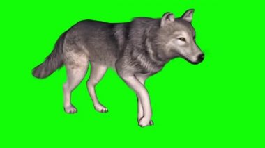 Yeşil Ekranda Yürüyen Kurt