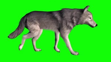 Yeşil Ekranda Yürüyen Kurt