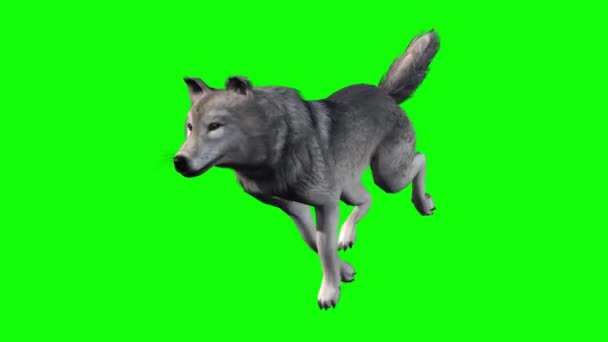 Lobo Corriendo Pantalla Verde — Vídeos de Stock