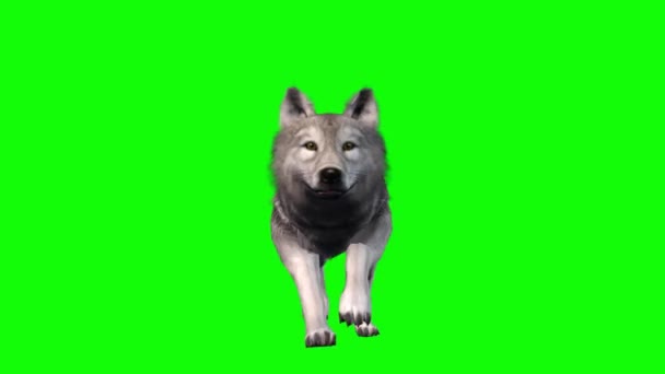 狼在绿色屏幕上奔跑 — 图库视频影像