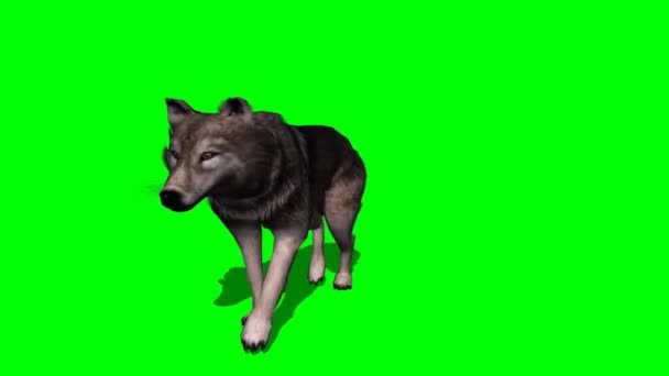 Wolf Περπάτημα Πράσινη Οθόνη — Αρχείο Βίντεο