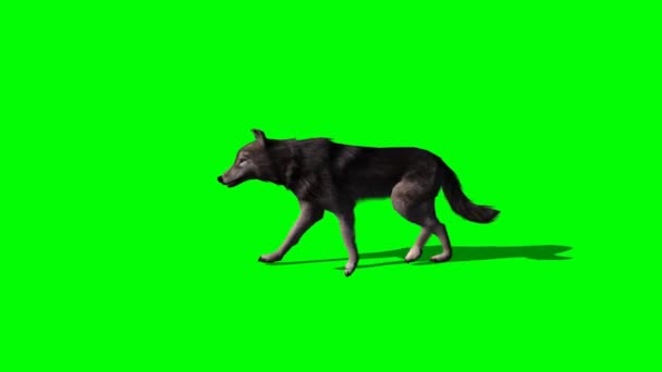 Wolf Walking Grön Skärm — Stockvideo