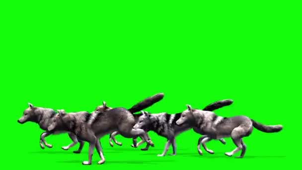 Wolves Running Green Screen — Stock Video