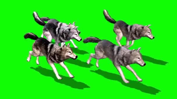 Волки Бегут Зеленому Экрану — стоковое видео