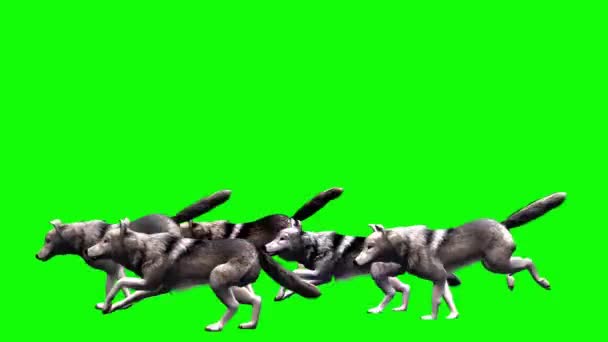 Wolves Running Green Screen — Stock Video