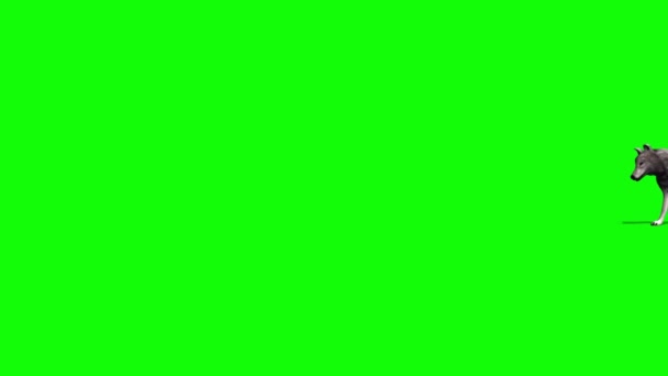 Wilki Spacerujące Zielonym Ekranie — Wideo stockowe
