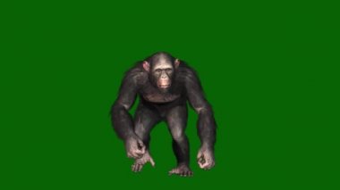 Yeşil Ekranda Yürüyen Şempanze