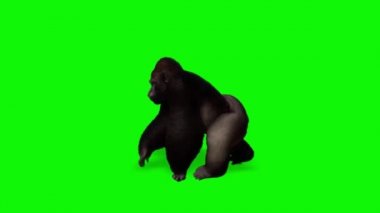 Yeşil Ekranda Yürüyen Goril Maymun