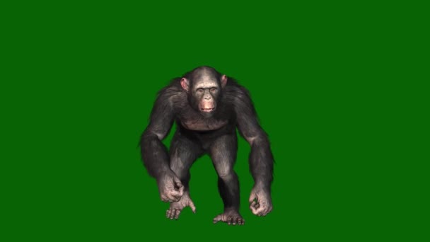 Chimpanzé Andando Tela Verde — Vídeo de Stock