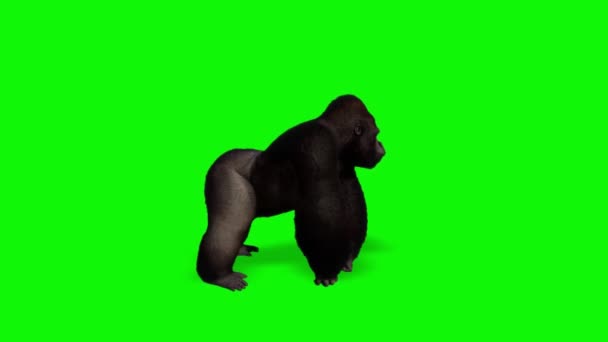 Gorilla Kijkt Groen Scherm — Stockvideo