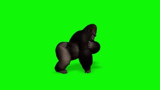 Gorille Regardant Sur Écran Vert — Video