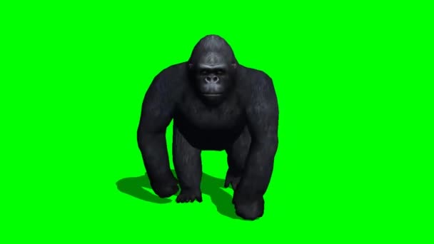 Gorilla Monkey Walking Groen Scherm — Stockvideo