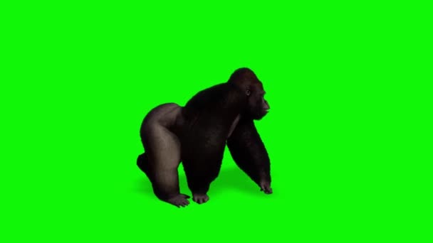 Gorilla Monkey Walking Zielonym Ekranie — Wideo stockowe