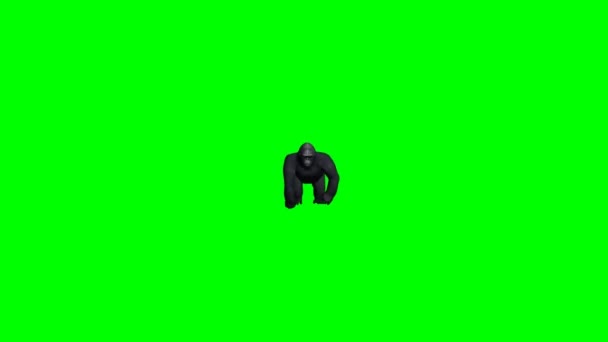 Scimmia Gorilla Che Cammina Sullo Schermo Verde — Video Stock