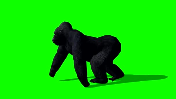 Singe Gorille Marche Sur Écran Vert — Video