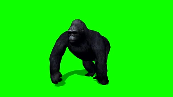 Macaco Gorila Caminhando Tela Verde — Vídeo de Stock