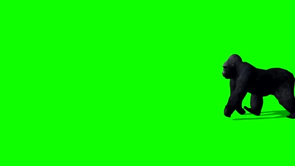 Macaco Gorila Caminhando Tela Verde — Vídeo de Stock