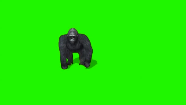 Gorilla Monkey Walking Groen Scherm — Stockvideo