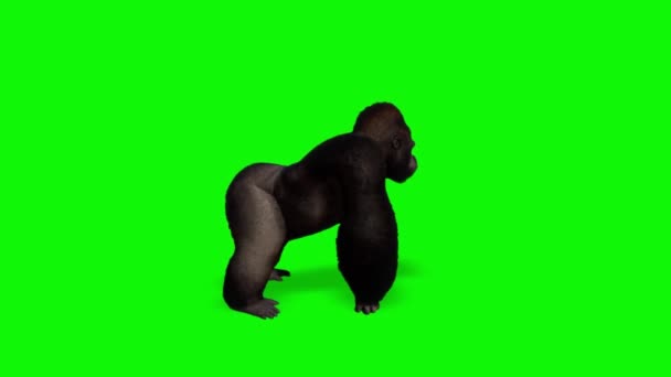 Gorilla Pounds Borst Groen Scherm — Stockvideo