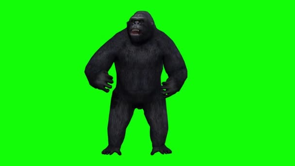 Gorilla Pounds Chest Green Screen — Stock Video