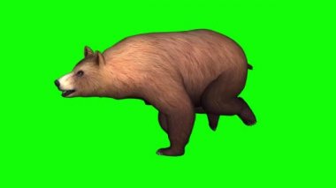 Kahverengi Ayı Yeşil Ekranda Çalışıyor