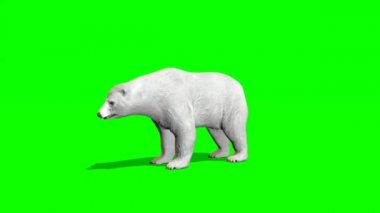 Kutup Ayısı Yeşil Ekrana Bakıyor