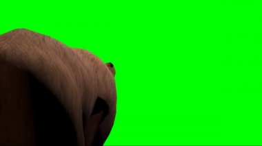 Kahverengi Ayı Yeşil Ekranda Yürüyor