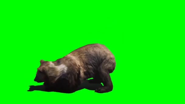 Atak Niedźwiedzia Zielony Ekran — Wideo stockowe