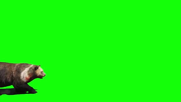 Bear Walking Green Screen — Stock Video