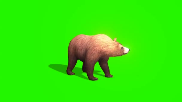Brązowy Niedźwiedź Ryczący Zielonym Ekranie — Wideo stockowe