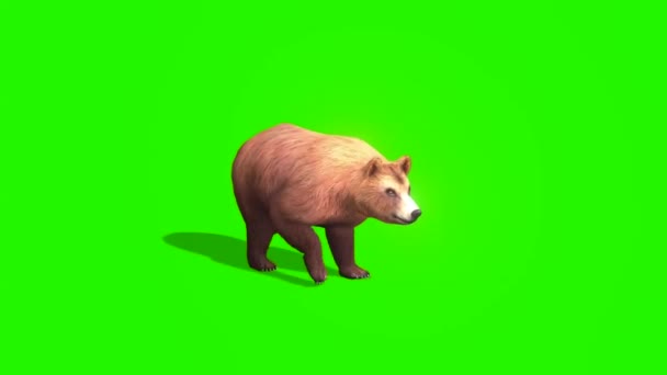 Brązowy Niedźwiedź Działa Zielonym Ekranie — Wideo stockowe