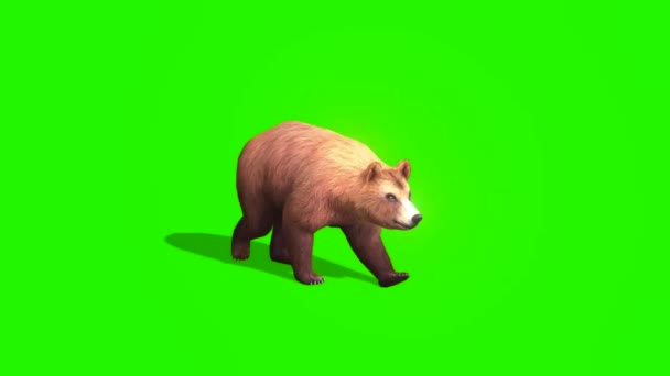 Brown Bear Running Green Screen — Stock Video