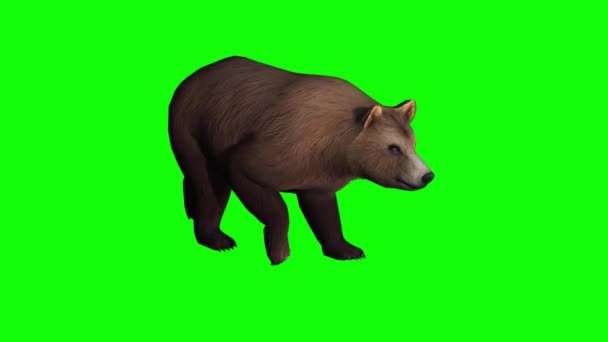 Brown Bear Walking Zielonym Ekranie — Wideo stockowe