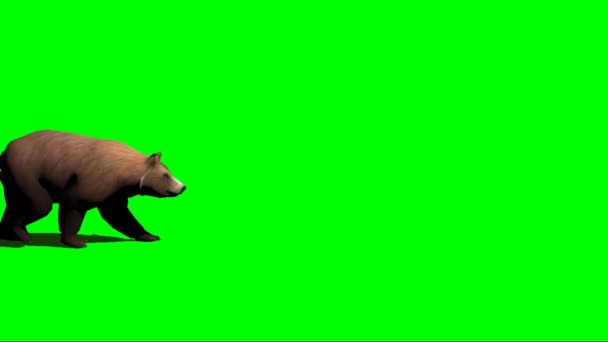 Brown Bear Walking Zielonym Ekranie — Wideo stockowe