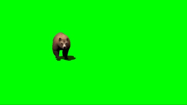 Brown Bear Walking Zielonym Ekranie — Wideo stockowe