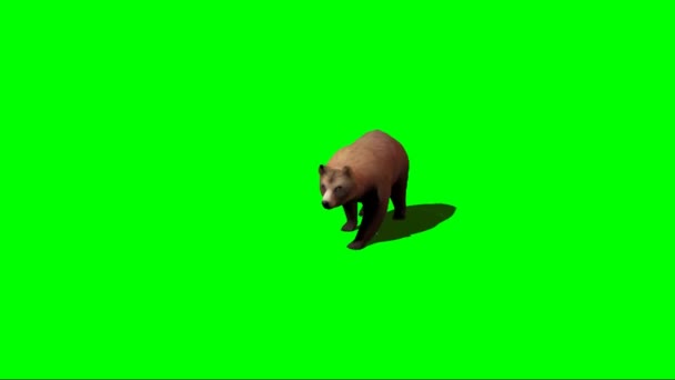 Brown Bear Walking Zielonym Ekranie — Wideo stockowe