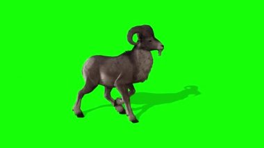 Keçi Saldırısı Yeşil Ekran