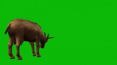 Keçi Yeşil Ekranda otluyor