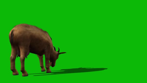 Goat Grazing Tela Verde — Vídeo de Stock