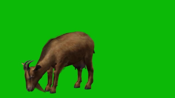 Pastoreo Cabras Pantalla Verde — Vídeo de stock